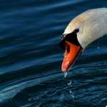 Mute Swan full hd