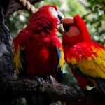 Scarlet Macaw free download