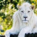 White Lion new wallpapers