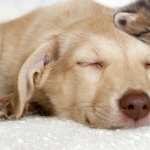 Cat and Dog wallpapers