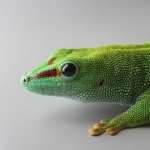 Gecko PC wallpapers