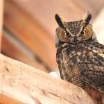 Great Horned Owl hd desktop