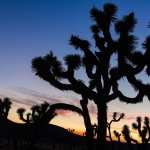 Joshua Tree National Park hd photos