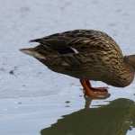Mallard wallpapers for android