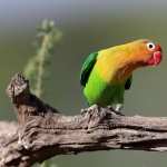 Parrots high quality wallpapers