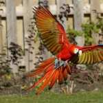 Scarlet Macaw wallpapers for iphone