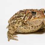 Toad images