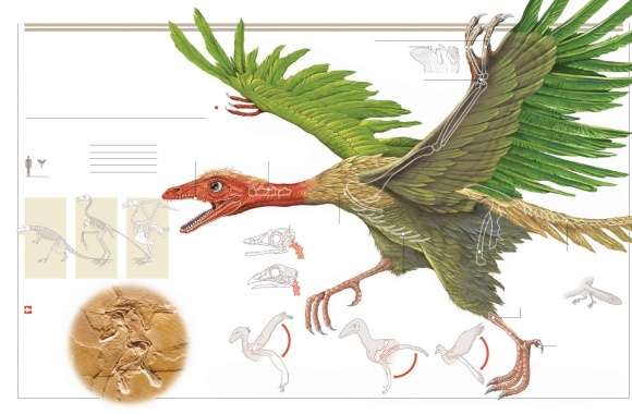 Archaeopteryx wallpapers hd quality