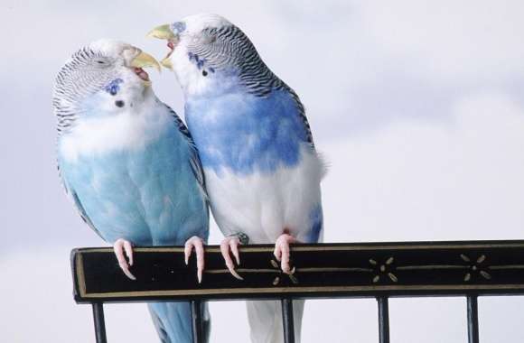 Budgerigar wallpapers hd quality