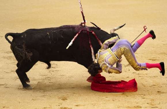 Bullfighting wallpapers hd quality