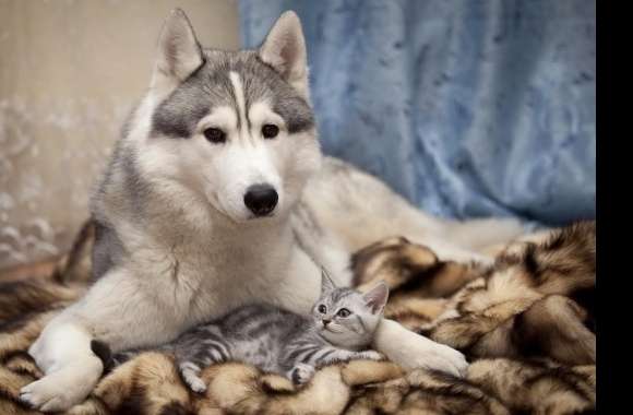 Cat and Dog wallpapers hd quality