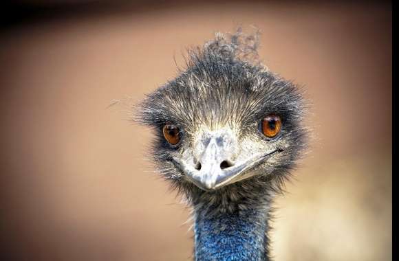 Emu wallpapers hd quality