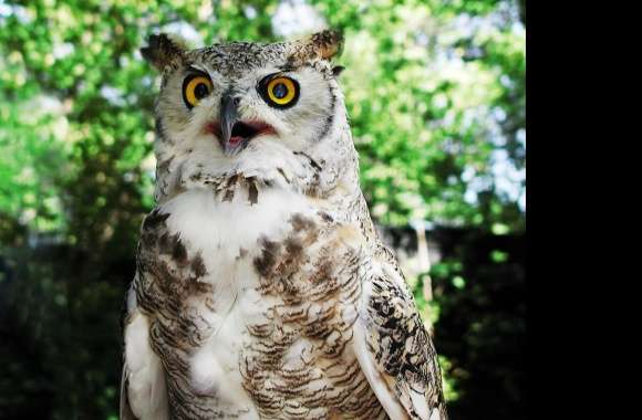 Great Horned Owl wallpapers hd quality