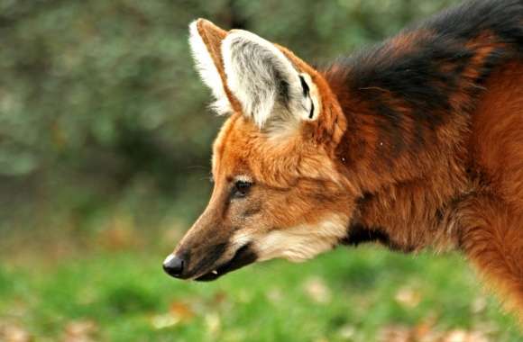 Maned Wolf wallpapers hd quality