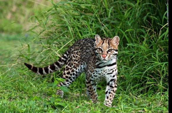 Ocelot wallpapers hd quality