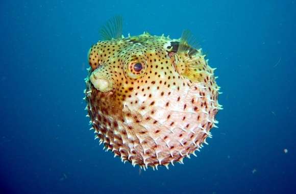 Pufferfish wallpapers hd quality