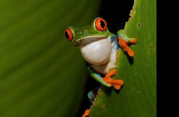 Red Eyed Tree Frog wallpapers hd quality