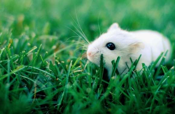 Rodent wallpapers hd quality