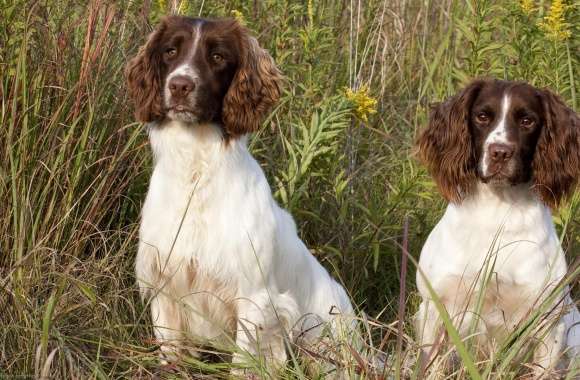 Spaniel wallpapers hd quality