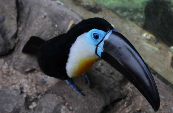 Toucans wallpapers hd quality