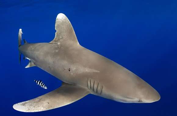 White Tipped Reef Shark