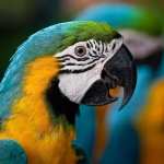 Blue-and-yellow Macaw new wallpapers