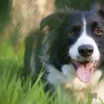 Border Collie wallpapers hd