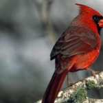 Cardinal hd