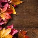 Fall Artistic free download