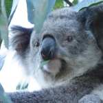 Koala hd wallpaper