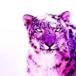 Leopard high quality wallpapers
