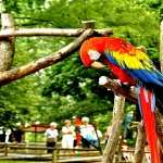 Scarlet Macaw free wallpapers