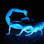 Scorpion background