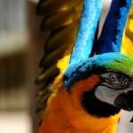 Blue-and-yellow Macaw hd desktop