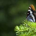 Butterfly pic