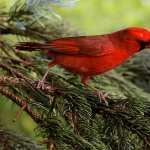 Cardinal download