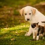 Cat and Dog wallpapers hd
