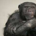 Chimpanzee free download