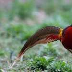 Golden Pheasant wallpapers for android