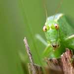 Grasshopper hd wallpaper
