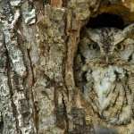 Great Horned Owl high quality wallpapers