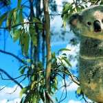 Koala hd