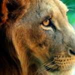 Lion hd