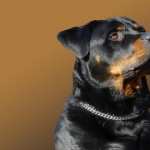 Rottweiler free wallpapers
