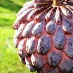 Sugar Apple hd wallpaper