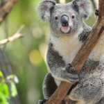 Koala download
