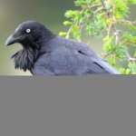 Raven full hd