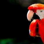 Scarlet Macaw high quality wallpapers