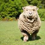 Sheep free