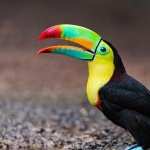 Toucan high definition wallpapers